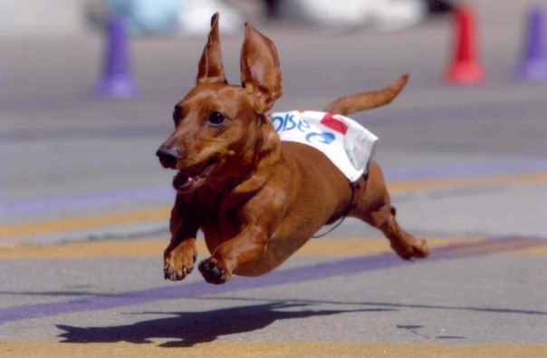 Wiener Dog Race - Photo from Creative Commons