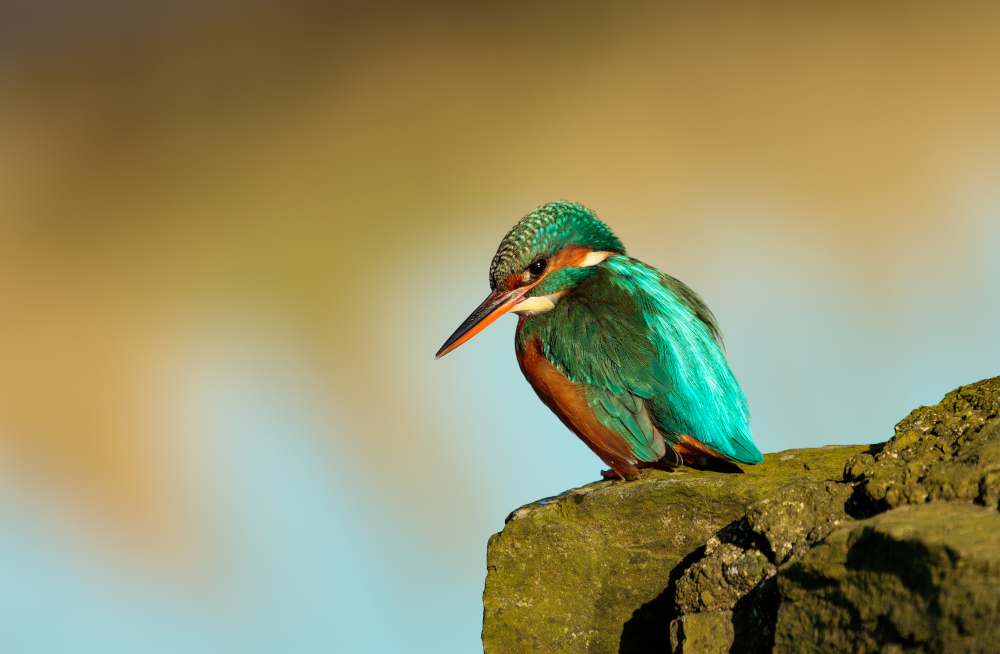 Patient Kingfisher