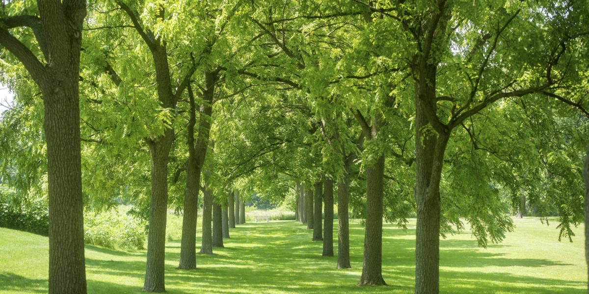 Two rows of trees