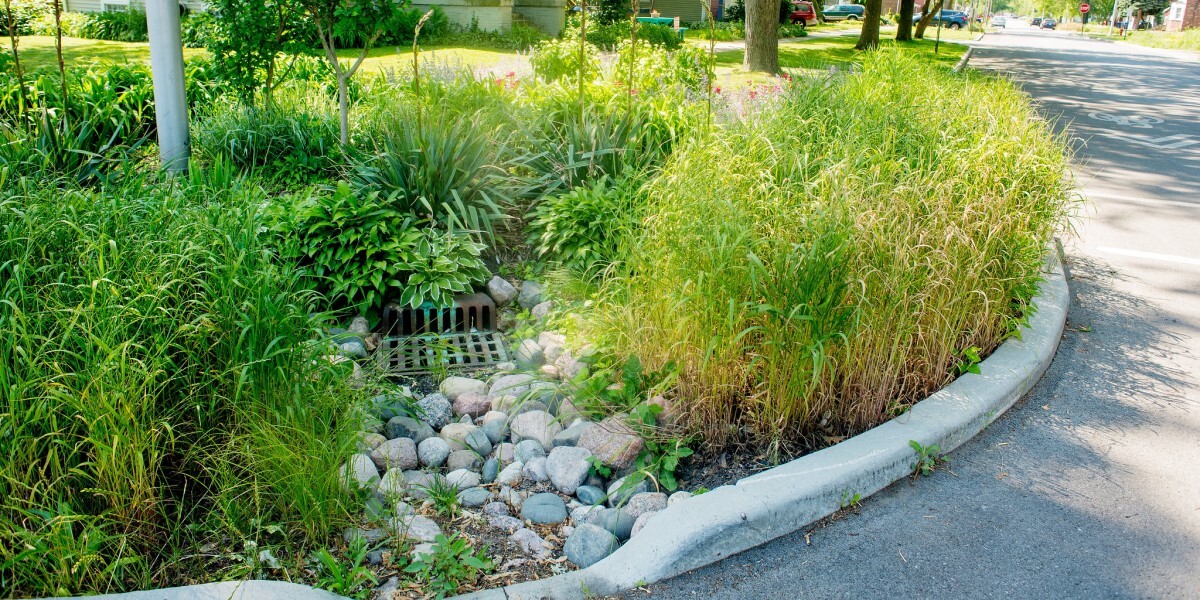 Rain garden next to road. Curb is cut so water can flow over rocks and into garden or the drain