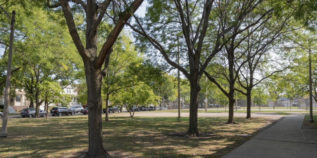 Four trees along sidewalk in park