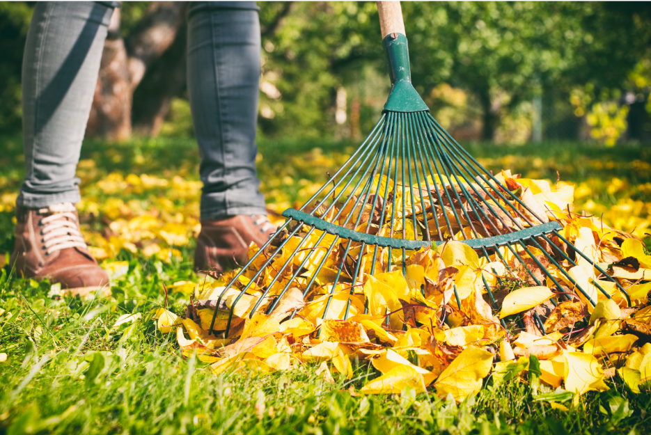 Raking leaves