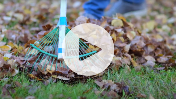 Fall Leaf collection video