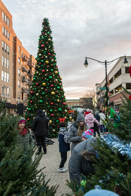 Tree Lighting Ceremony