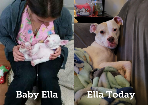 Photos of Ella as Puppy and Today