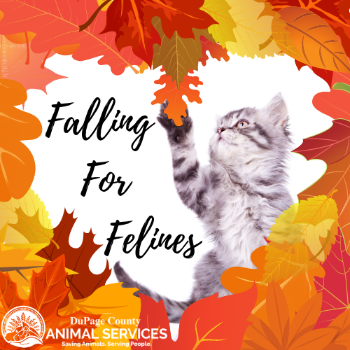Falling for Felines Logo