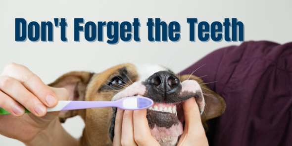 Don't Forget the Teeth, Picture of person brushing dog's teeth