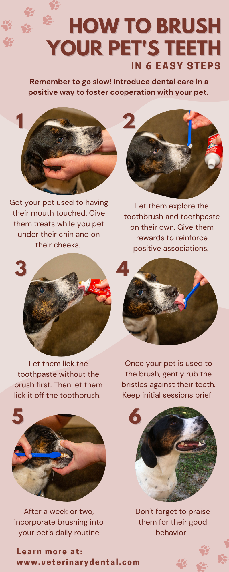How to Brush Your Pet's Teeth 