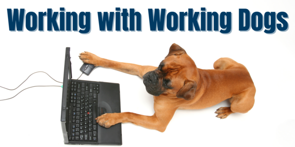 Working with Working Dogs