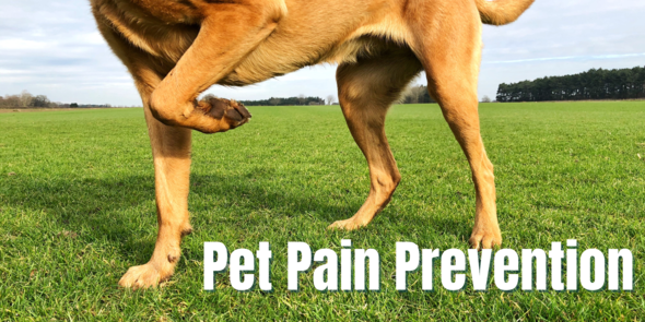 Pet Pain Prevention Newsletter Banner