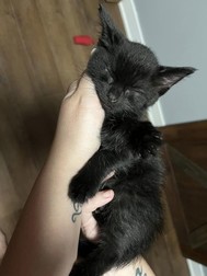 Person holding sleeping black kitten