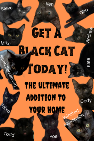 Adopt a Black Cat