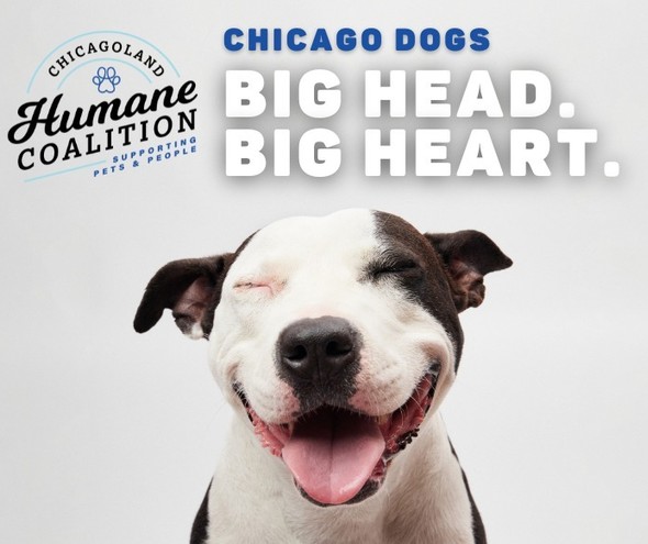 Adopt a Chicago Dog