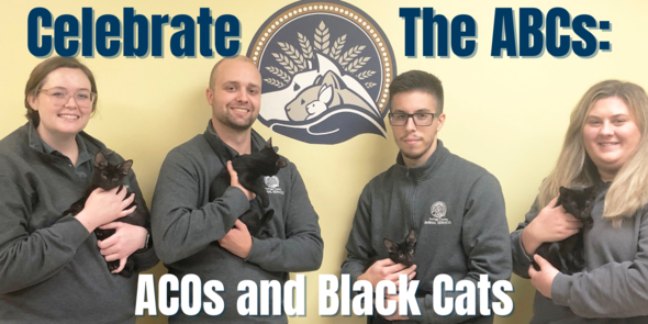 Celebrating the ABCs: ACOs and Black Cats