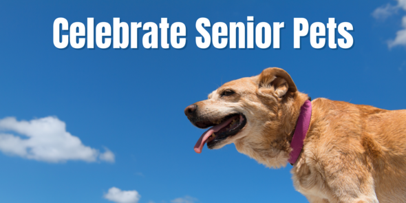 Image of Senior dog with the title: Celebrate Senior Pets