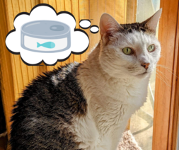 Image of white and black cat Peppermint with a cartoon thought bubble with tuna can 