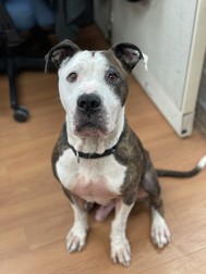 Rex, an adoptable brindle and white pit mix