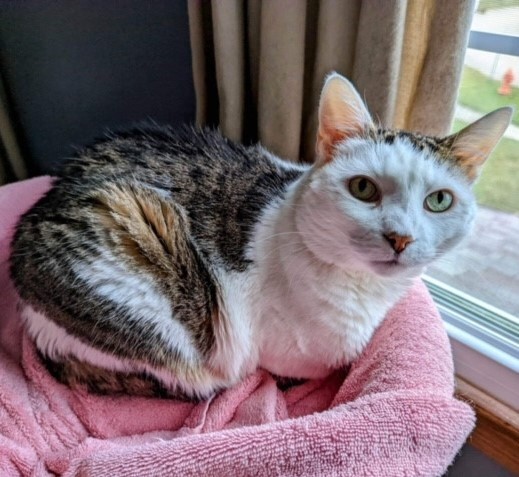 Adoptable cat Peppermint sitting on pink towel by a window.