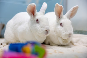 Roxanne and Georgie two large white rabbits