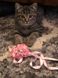 Moira: a tabby cat holding a pink mouse toy