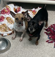 Fred (black chihuahua) and Wilma (white chihuahua with brown spots)