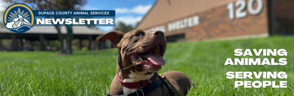 DCAS Newsletter Banner with image of dog in sunshine outside animal shelter. 