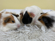 Photo of three female guinea pigs, all tri colored