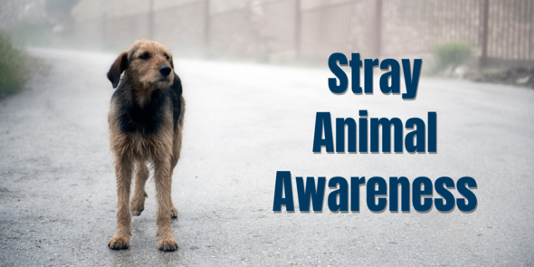 Stray Animal Awareness