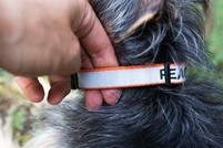 Fitting a dog's collar