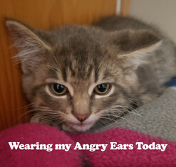 grey kitten with flat ears titled "wearing my angry ears today"