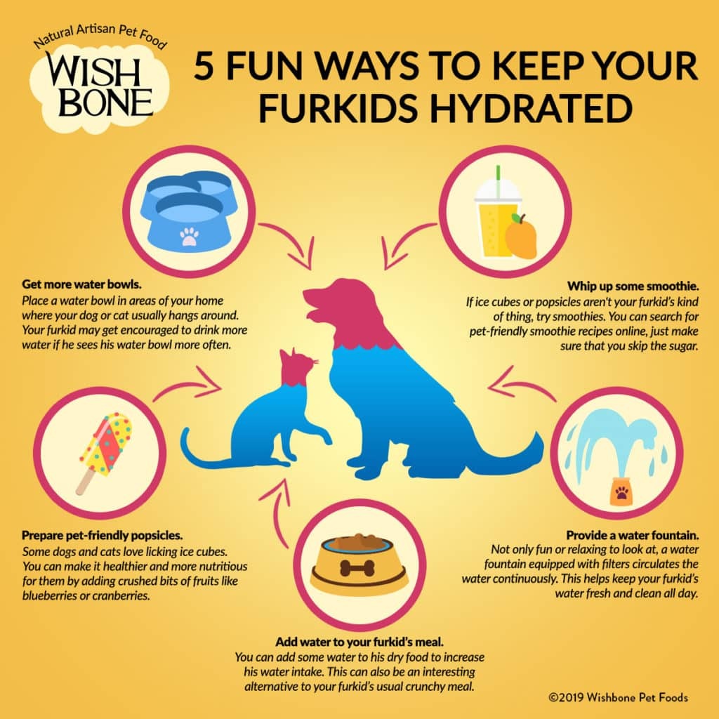 Pet Hydration Tips