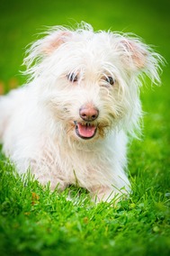 Small, happy, white dog in grassy yard
