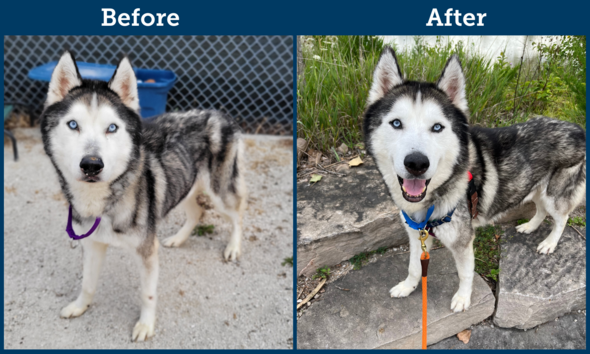 Before and after photos of Finn, a husky that was very skinny when it arrived at DCAS
