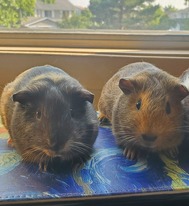 Adoptable Frill and Gummy, two guinea pigs