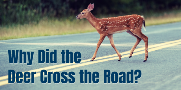 "Why did the Deer cross the road?" image of fawn crossing highway