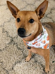 Lulu wearing a pumpkin bandana