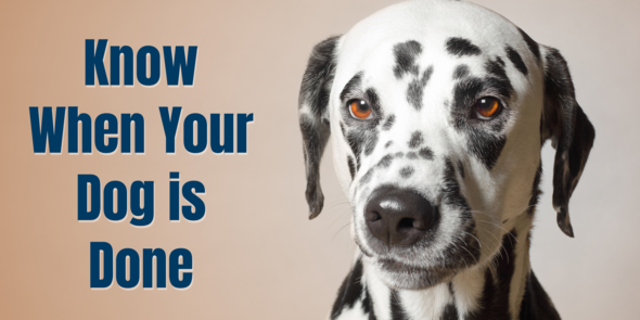 Know When Your Dog is Done banner with annoyed looking Dalmation