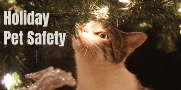 Holiday Pet Safety with picture of cat in Christmas Tree