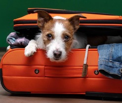 Small dog in suitcase