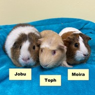 Guinea Pigs: Jobu, Toph, Moira
