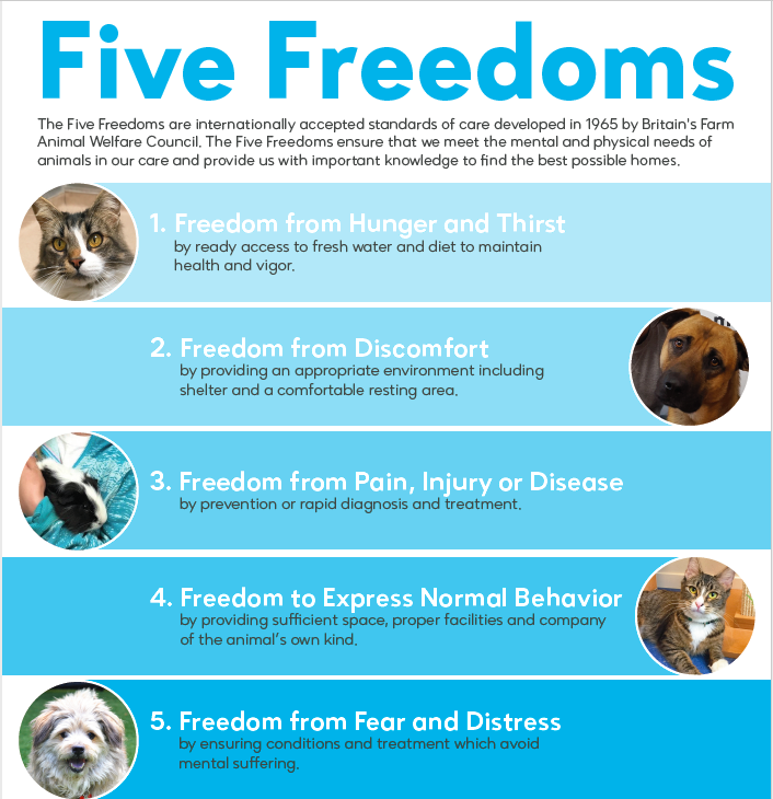 Five Freedoms Graphic