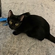 Brigitta, a black cat