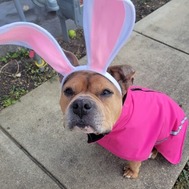Eve, an adoptable bulldog mix wearing rabbit ears