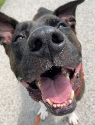 Close up of adoptable Apollo's nose