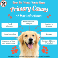 Primary Causes for Ear Infections