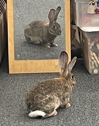 Root Beer the rabbit looking in mirror