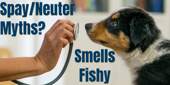 Dog smelling stethoscope with text: "Spay/Neuter Myths? Smells Fishy"