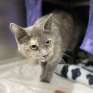 Scrabble - a dilute tortoiseshell cat