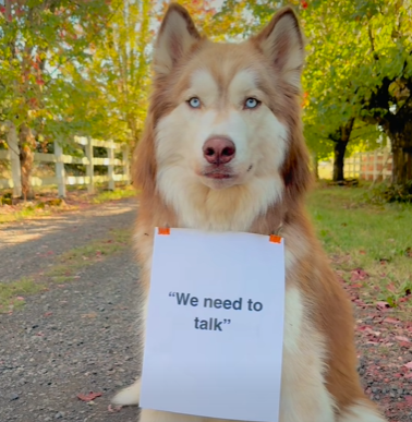 Husky wearing sign that says "We Need to Talk"