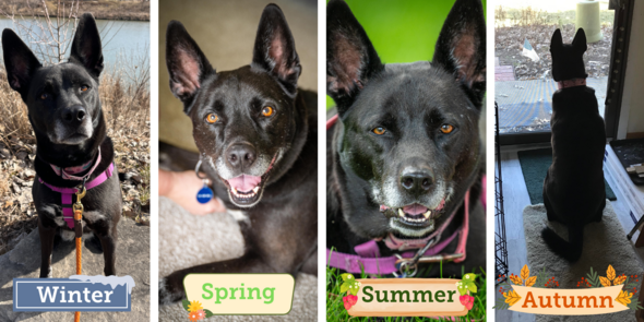 Photos of Natasha, a black husky, for all four seasons